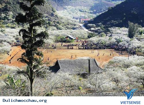 Mộc Châu bốn mùa rực rỡ sắc hoa - Ảnh 4