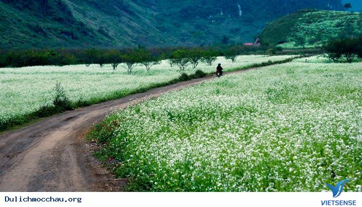 Mộc Châu bốn mùa rực rỡ sắc hoa - Ảnh 5