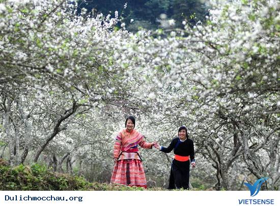 Mộc Châu bốn mùa rực rỡ sắc hoa - Ảnh 2