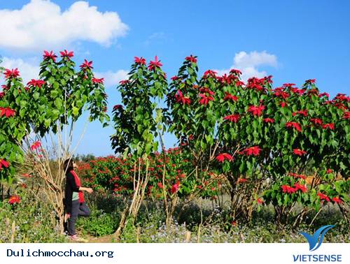 Mộc Châu Chốn Bình Yên Sau Cơn Giông - Ảnh 3 Mộc Châu Chốn Bình Yên Sau Cơn Giông - Ảnh 3
