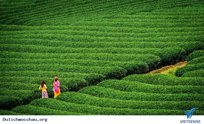 Mộc Châu đẹp dịu dàng, thanh khiết khi vào thu - Ảnh 4