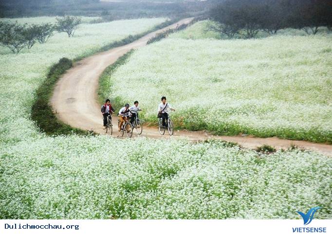 Du Lịch Mộc Châu mùa hoa cải trắng