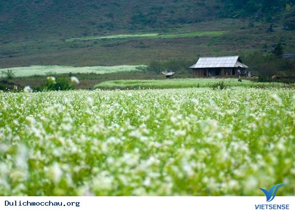 Mộc Châu mùa hoa cải trắng
