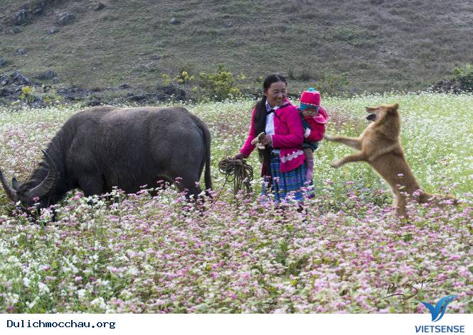 Mộc Châu Ngày Tết Qua Góc Ảnh Của Nhiếp Ảnh Gia Việt - Ảnh 9