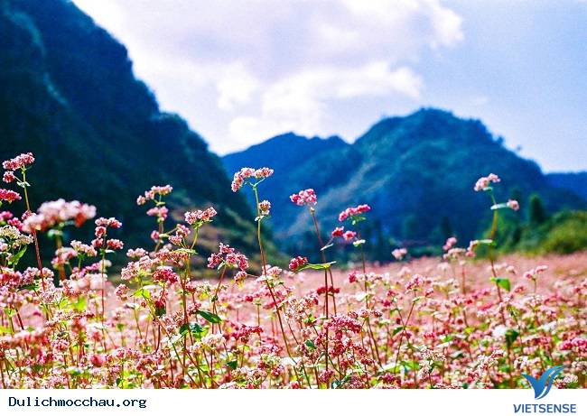 Mộc Châu những ngày đầu đông ghé thăm - Ảnh 4