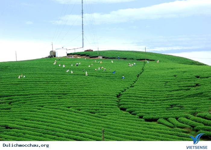 Mộc Châu Phấn Đấu Trở Thành khu thăm quan Quốc Gia - Ảnh 1