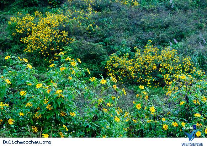 Mộc Châu Rực Rỡ Hoa Dã Quỳ Vàng Ngày Đông - Ảnh 2 Mộc Châu Rực Rỡ Hoa Dã Quỳ Vàng Ngày Đông - Ảnh 2