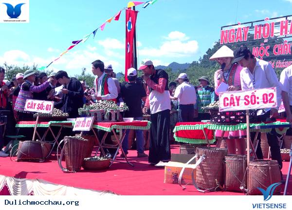 Mộc Châu: Sẵn Sàng Cho Ngày Hội Hái Quả 2014 - Ảnh 2