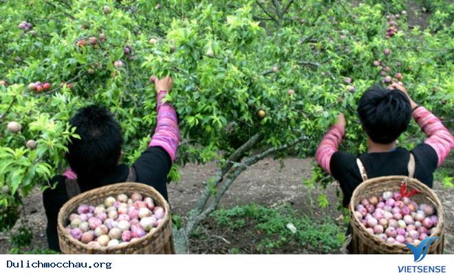 Mộc Châu Tháng 5 Và Những Ô Màu Mùa Nước Đổ - Ảnh 7