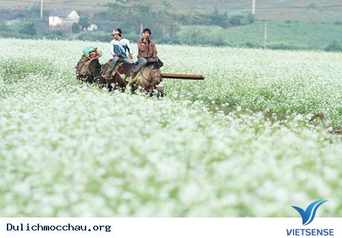 Mùa Thu Về Trên Cao Nguyên Trắng Mộc Châu - Ảnh 6
