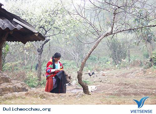 Mùa Thu Về Trên Cao Nguyên Trắng Mộc Châu - Ảnh 8