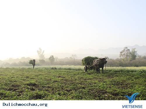 Mùa Thu Về Trên Cao Nguyên Trắng Mộc Châu - Ảnh 5