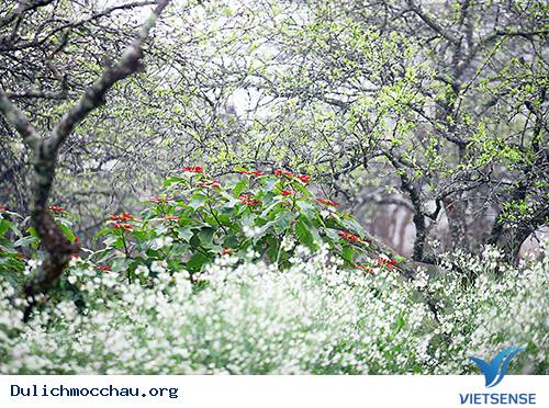 Mùa Thu Về Trên Cao Nguyên Trắng Mộc Châu - Ảnh 9