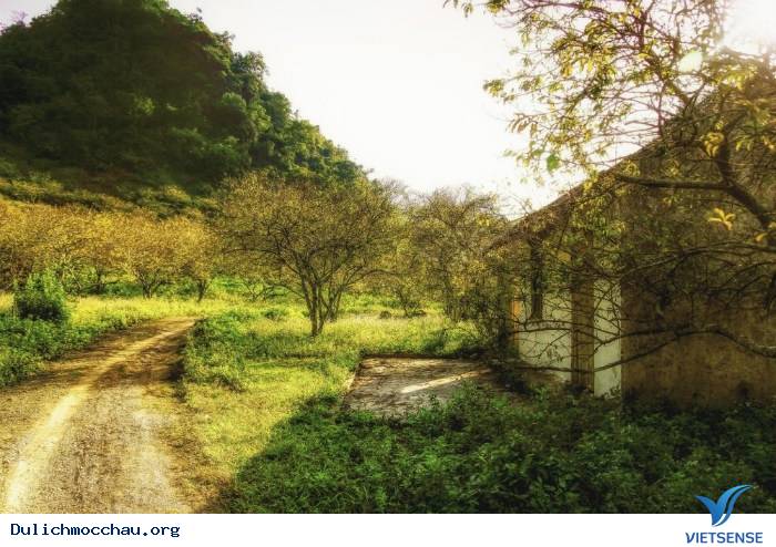 Mùa Thu Về Trên Cao Nguyên Trắng Mộc Châu - Ảnh 2