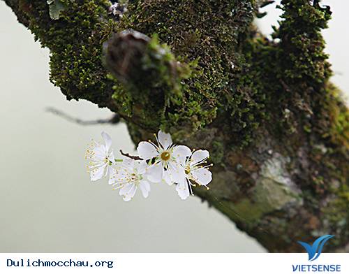 Mùa Thu Về Trên Cao Nguyên Trắng Mộc Châu - Ảnh 10