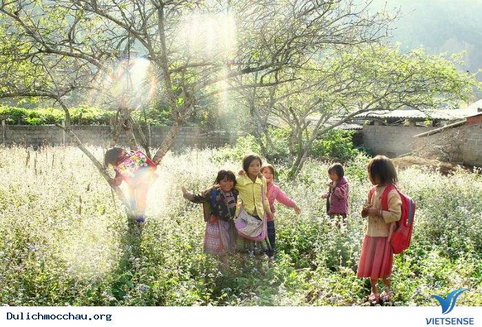 Mùa Thu Về Trên Cao Nguyên Trắng Mộc Châu - Ảnh 1