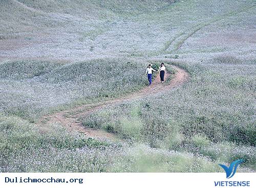 Mùa Thu Về Trên Cao Nguyên Trắng Mộc Châu - Ảnh 12