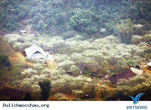 Mùa Thu Về Trên Cao Nguyên Trắng Mộc Châu - Ảnh 4