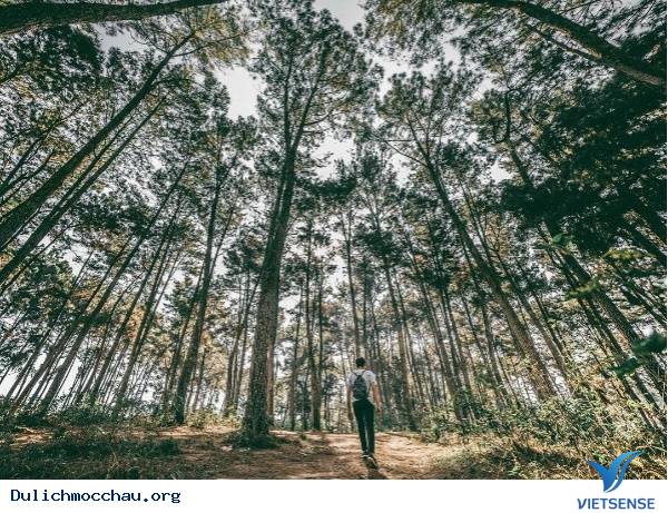 Muôn Kiểu Sống Ảo Trên Khắp Nẻo Mộc Châu - Ảnh 8 Muôn Kiểu Sống Ảo Trên Khắp Nẻo Mộc Châu - Ảnh 8