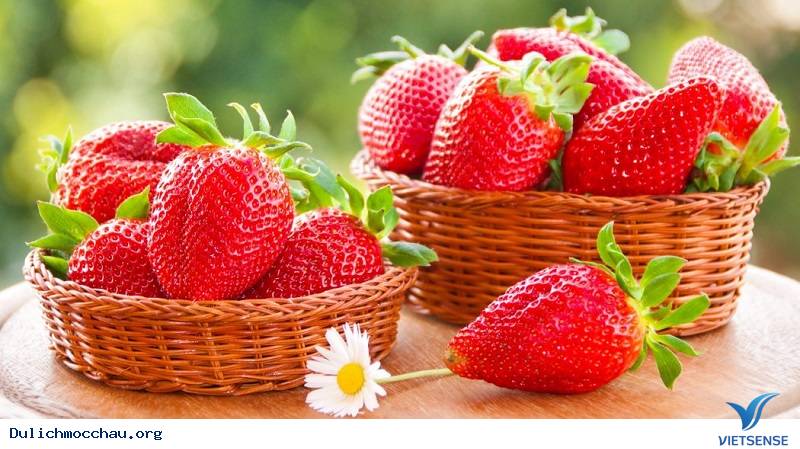 Dâu Tây Mộc Châu Dâu Tây Mộc Châu
