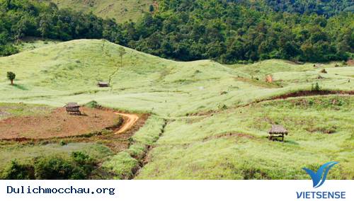 Nghỉ 3 Ngày Tết Dương Lên Ngắm Cải Mộc Châu, Săn Mây Tà Xùa - Ảnh 5