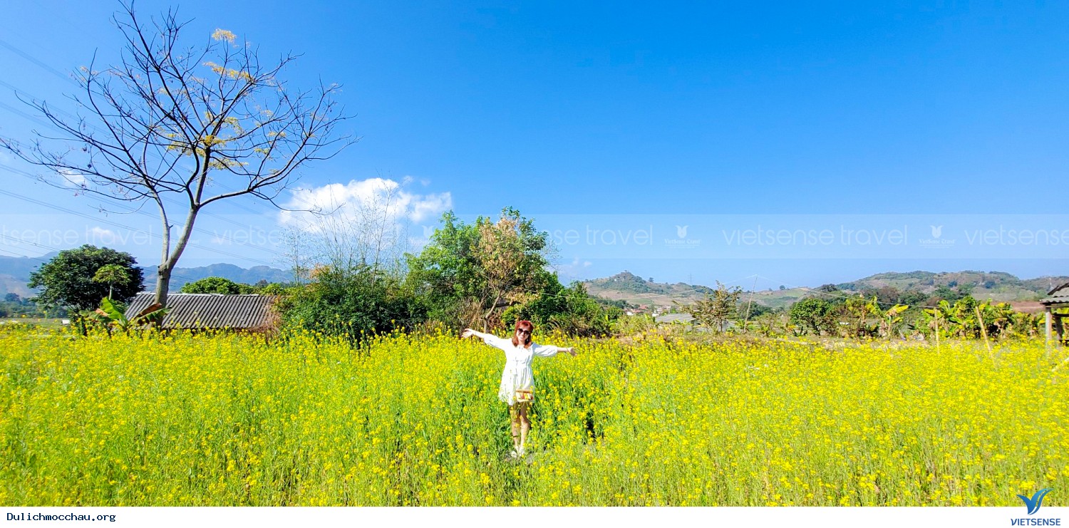 Ngỡ ngàng mùa hoa cải trắng trên Cao nguyên Mộc Châu - Ảnh 2