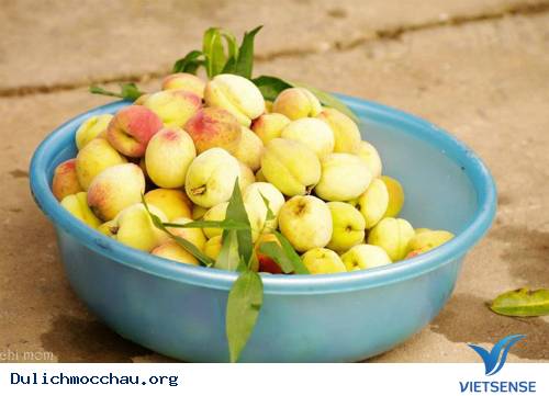 Những Đặc Sản Hấp Dẫn Du Khách Của Cao Nguyên Mộc Châu - Ảnh 6 Những Đặc Sản Hấp Dẫn Du Khách Của Cao Nguyên Mộc Châu - Ảnh 6