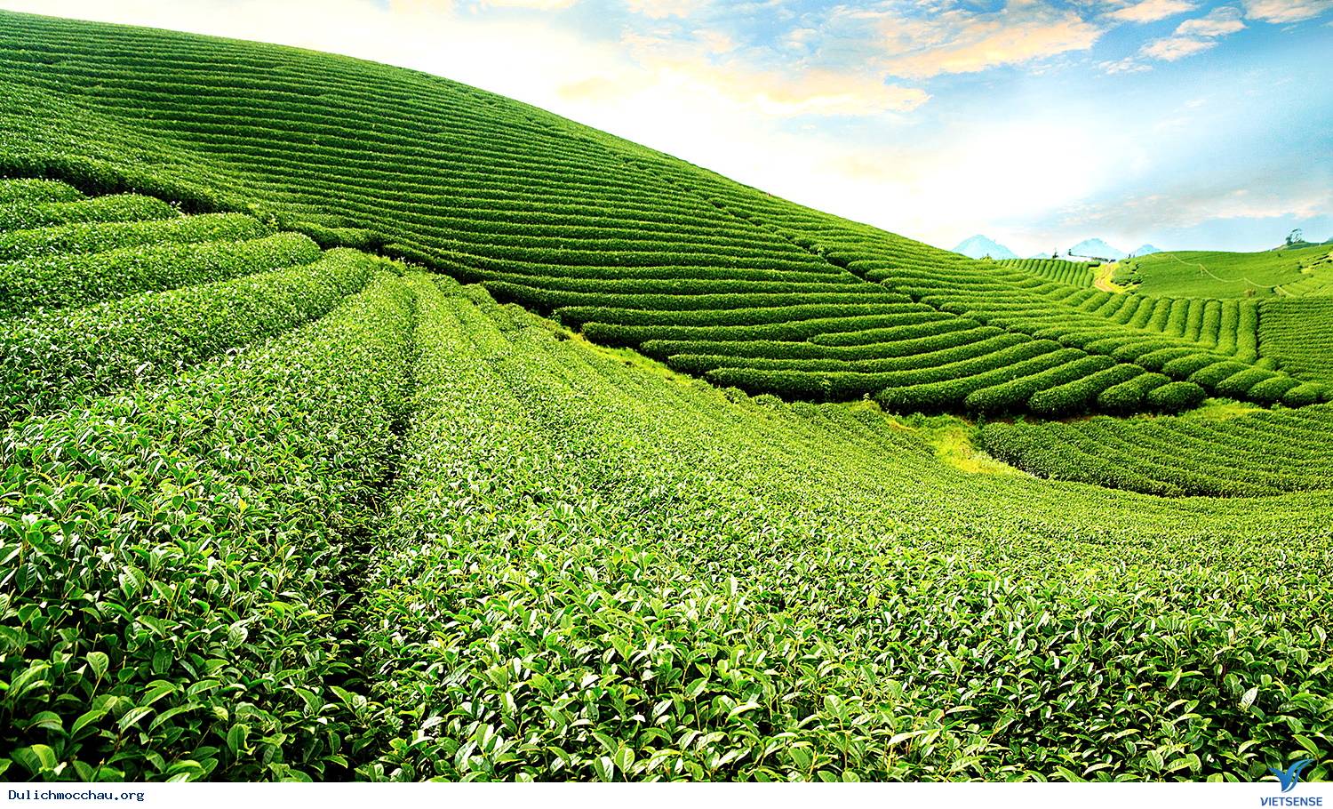 Đồi chè đẹp ở Mộc Châu