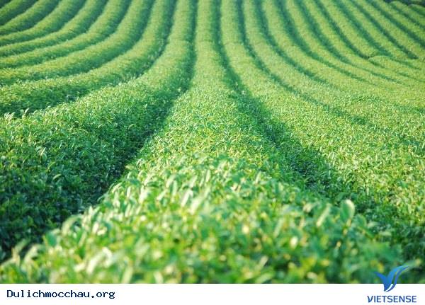 Đồi chè Mộc Châu - Ảnh 1 Đồi chè Mộc Châu - Ảnh 1