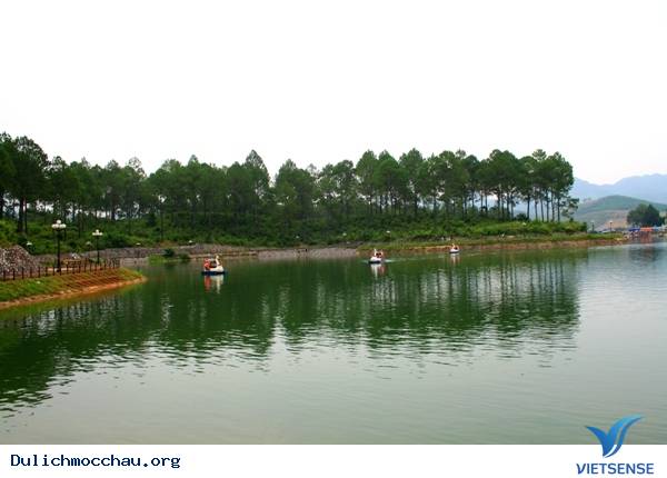 Rừng thông Bản Áng Rừng thông Bản Áng