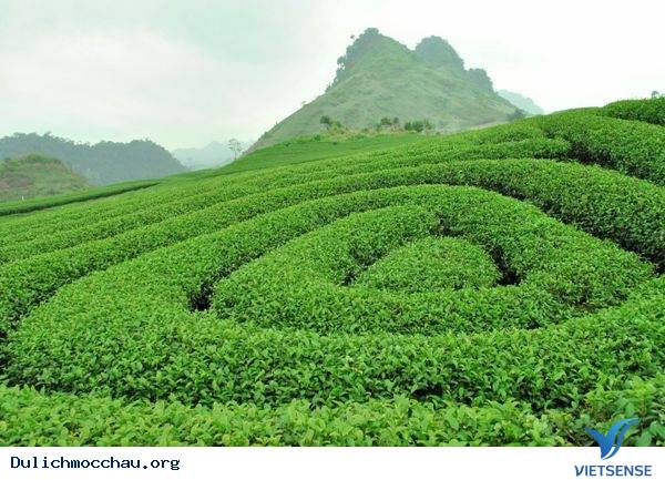 Đồi chè Mộc Châu - Ảnh 2 Đồi chè Mộc Châu - Ảnh 2