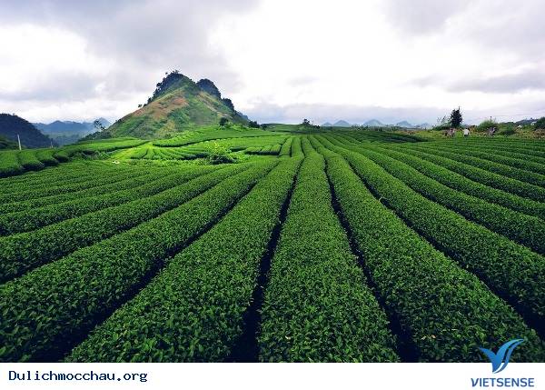 Những Điểm Du Lịch Hấp Dẫn Tại Sơn La - Ảnh 7 Những Điểm Du Lịch Hấp Dẫn Tại Sơn La - Ảnh 7