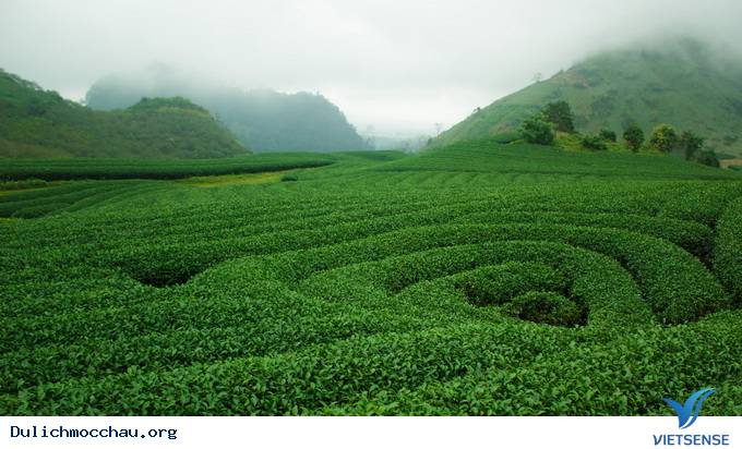 Những điểm thăm quan Mộc Châu tuyệt đẹp bạn nên biết - Ảnh 1