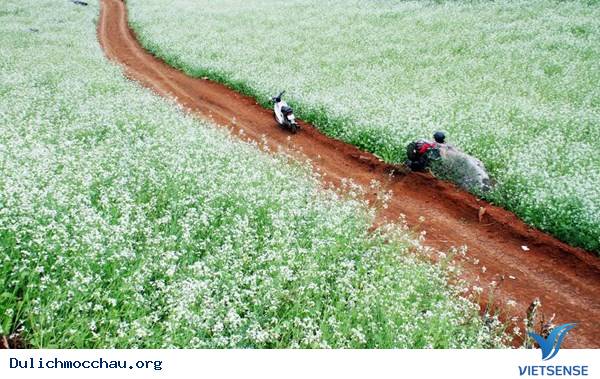 Những Điểm Ngắm Hoa Cải Tuyệt Đẹp Trên Cao Nguyên Mộc Châu - Ảnh 3 Những Điểm Ngắm Hoa Cải Tuyệt Đẹp Trên Cao Nguyên Mộc Châu - Ảnh 3
