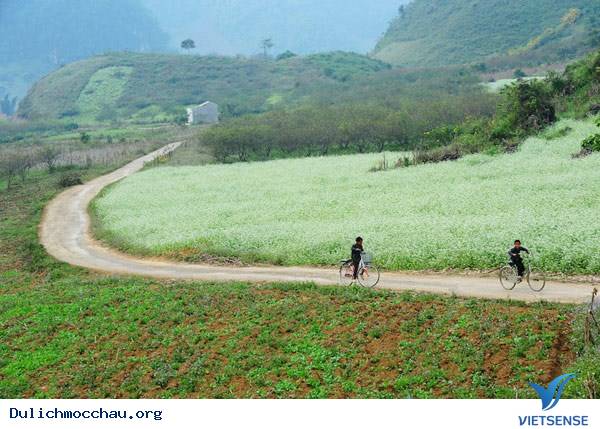 Những Điểm Ngắm Hoa Cải Tuyệt Đẹp Trên Cao Nguyên Mộc Châu - Ảnh 1 Những Điểm Ngắm Hoa Cải Tuyệt Đẹp Trên Cao Nguyên Mộc Châu - Ảnh 1