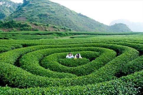 Đồi chè hình trái tim Đồi chè hình trái tim