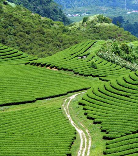 Đồi chè hình chữ S Đồi chè hình chữ S