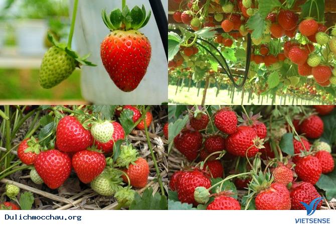 Những Món Quà Hấp Dẫn Trong Chuyến đi thăm quan Mộc Châu - Ảnh 4