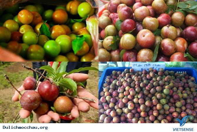 Những Món Quà Hấp Dẫn Trong Chuyến đi thăm quan Mộc Châu - Ảnh 3