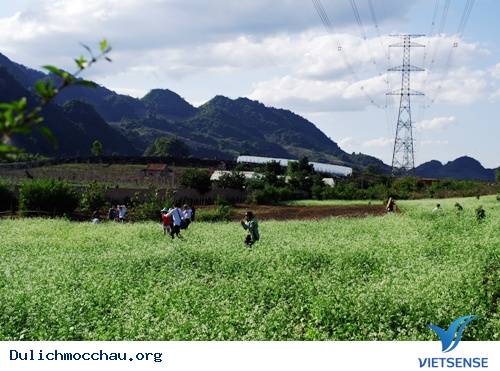 Những Trải Nghiệm hành trình Ít Người Biết Khi Lên Mộc Châu - Ảnh 2