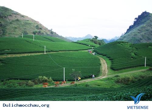 Những Trải Nghiệm hành trình Ít Người Biết Khi Lên Mộc Châu - Ảnh 1