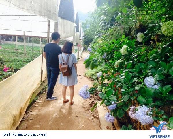 Những Trải Nghiệm hành trình Mộc Châu Vào Mùa Hè - Ảnh 1