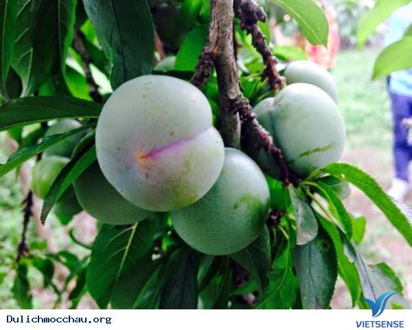 Những Trải Nghiệm hành trình Mộc Châu Vào Mùa Hè - Ảnh 3