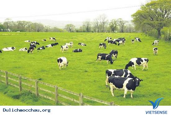 Những trải nghiệm thật tuyệt trên cao nguyên xanh - Ảnh 3