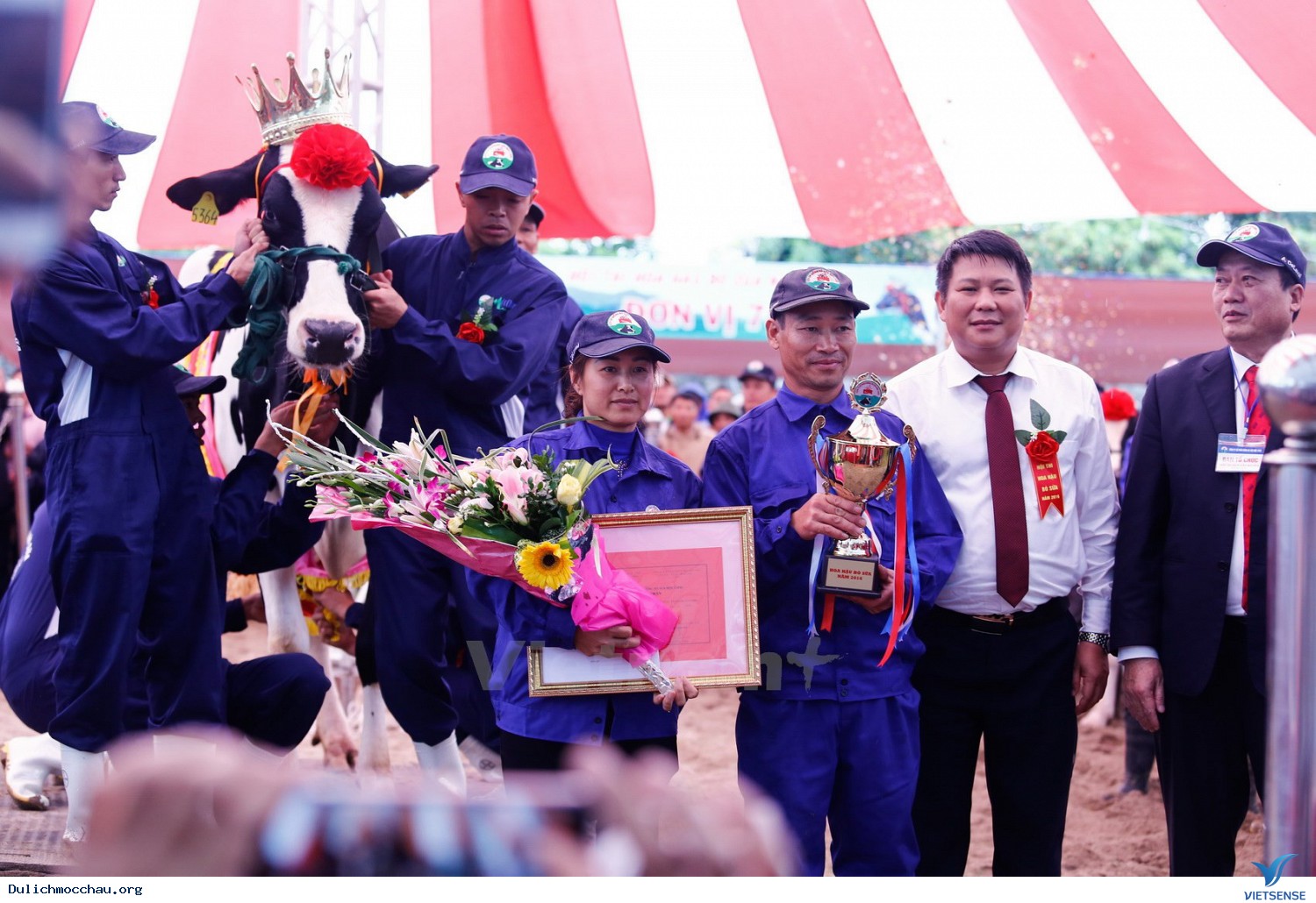 Ở Mộc Châu có cuộc thi Hoa hậu bò sữa dành cho các thí sinh ngàn cân - Ảnh 2 Ở Mộc Châu có cuộc thi Hoa hậu bò sữa dành cho các thí sinh ngàn cân - Ảnh 2