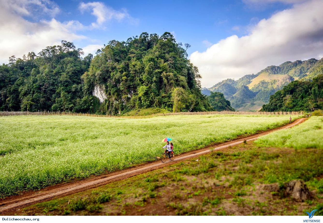 Review Trải Nghiệm Về Mùa Hoa Cải Trắng Mộc Châu - Ảnh 1 Review Trải Nghiệm Về Mùa Hoa Cải Trắng Mộc Châu - Ảnh 1