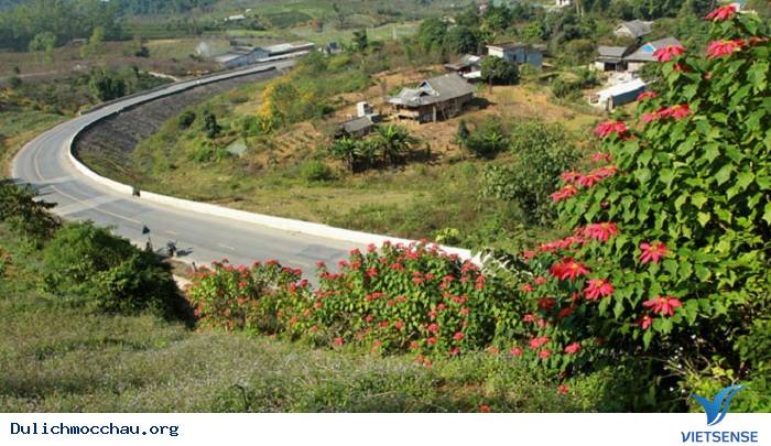 Rực Rỡ Sắc Màu Của Những Loài Hoa Dại Tháng 11, 12 Ở Mộc Châu - Ảnh 10