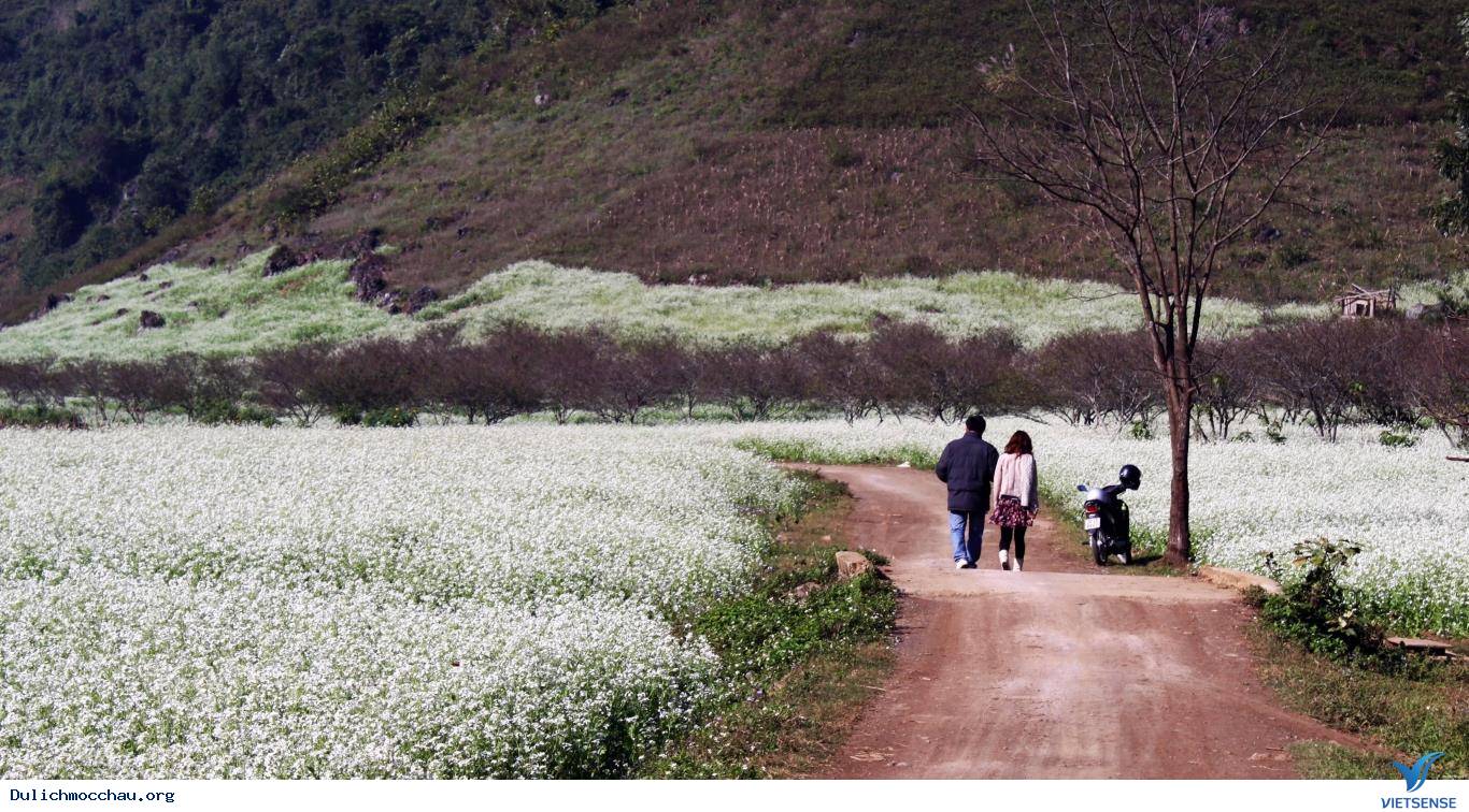 Rực Rỡ Sắc Màu Của Những Loài Hoa Dại Tháng 11, 12 Ở Mộc Châu - Ảnh 3