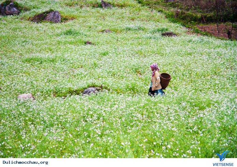 Rực Rỡ Sắc Màu Của Những Loài Hoa Dại Tháng 11, 12 Ở Mộc Châu - Ảnh 2