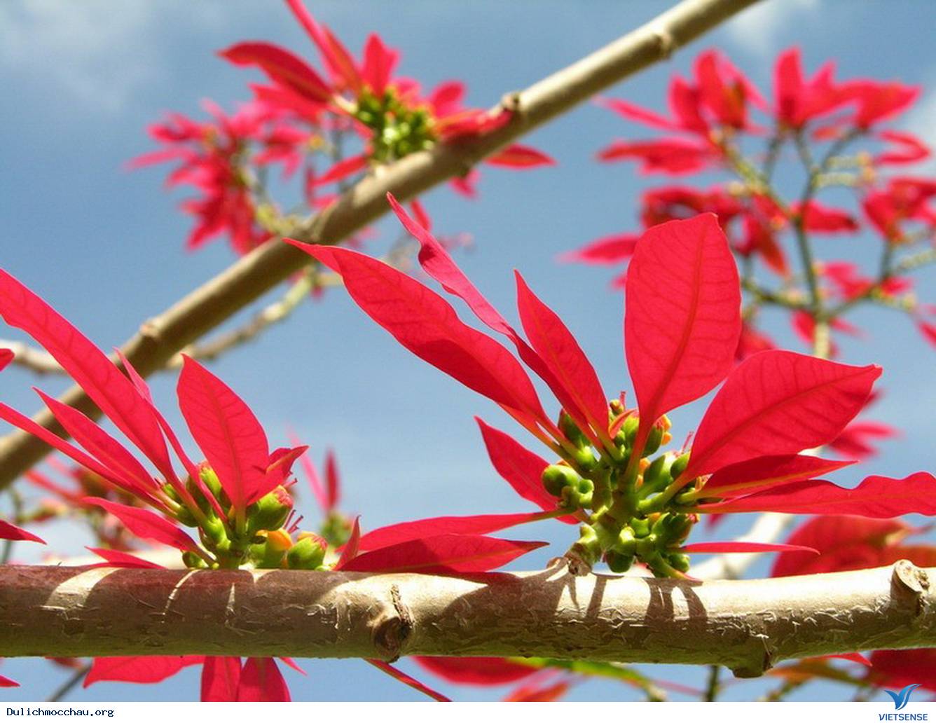 Rực Rỡ Sắc Màu Của Những Loài Hoa Dại Tháng 11, 12 Ở Mộc Châu - Ảnh 9